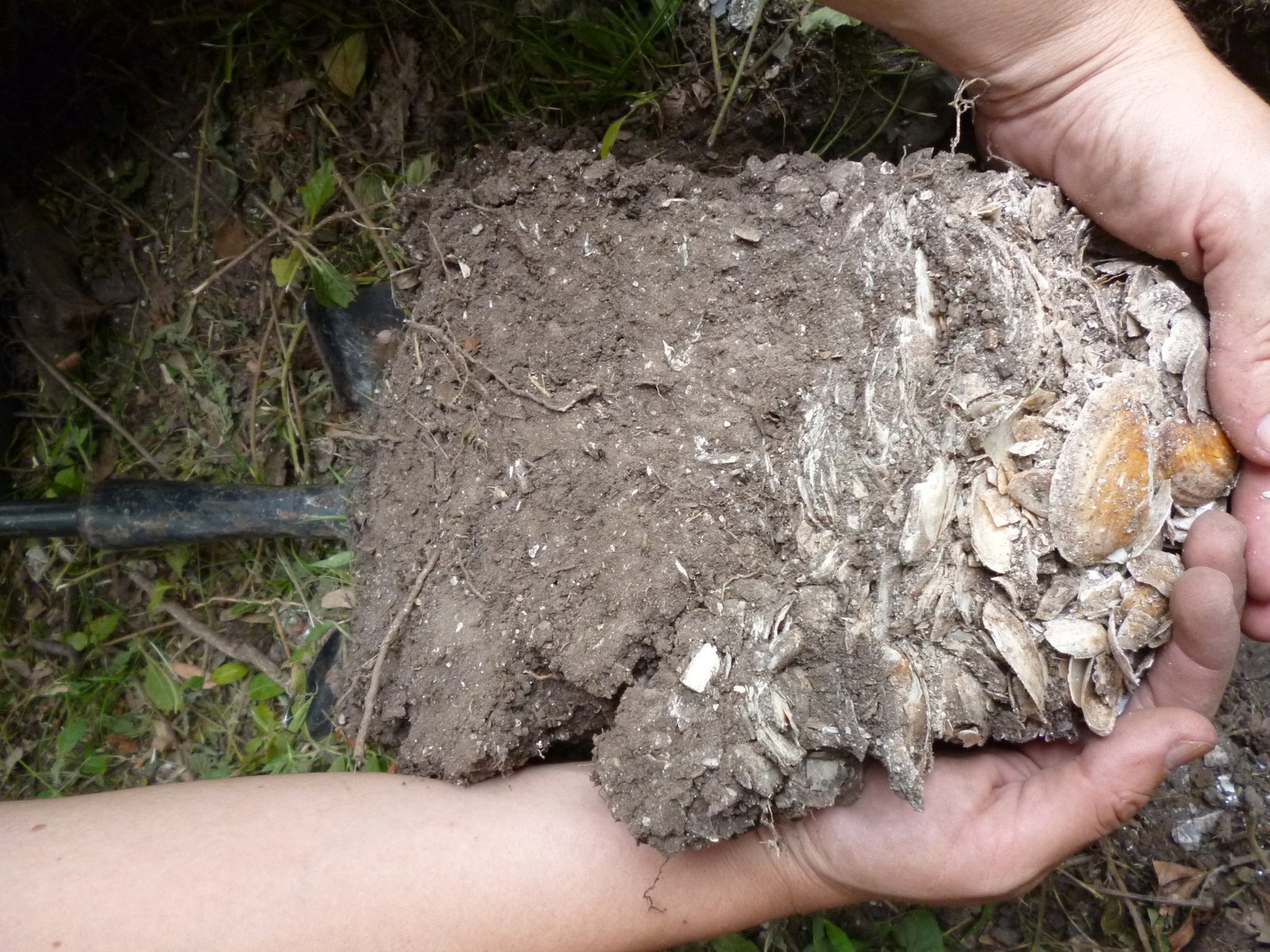 Moluscos en los esteros del Iberá